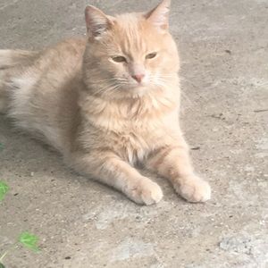 Meet your Posher, Lucy